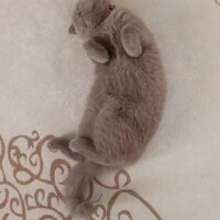 Scottish Fold, Kedi  Güzelim fotoğrafı