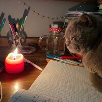 Scottish Fold, Kedi  Güzelim fotoğrafı