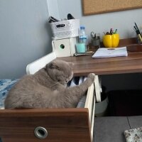 Scottish Fold, Kedi  Güzelim fotoğrafı