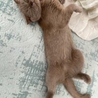 Scottish Fold, Kedi  Güzelim fotoğrafı