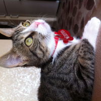 Tekir Kedi, Kedi  Müzeyyen fotoğrafı