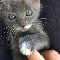 Korat, Kedi  Hera fotoğrafı