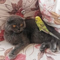 Scottish Fold, Kedi  Nazlı fotoğrafı