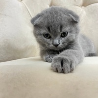 Scottish Fold, Kedi  Scottishfol fotoğrafı