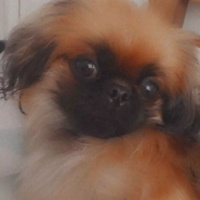 Pekingese, Köpek  Lila fotoğrafı