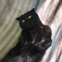 Scottish Fold, Kedi  Mia fotoğrafı