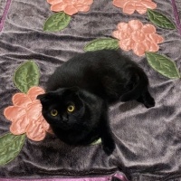 Scottish Fold, Kedi  Mia fotoğrafı