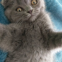 Scottish Fold, Kedi  Duman fotoğrafı