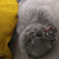 Scottish Fold, Kedi  Duman fotoğrafı