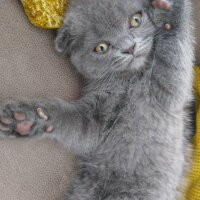 Scottish Fold, Kedi  Duman fotoğrafı