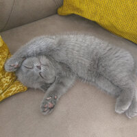 Scottish Fold, Kedi  Duman fotoğrafı