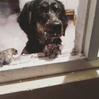 İrlandalı Setter, Köpek  BELLA fotoğrafı