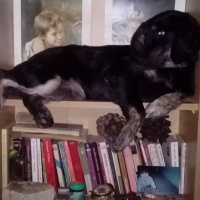 İrlandalı Setter, Köpek  BELLA fotoğrafı