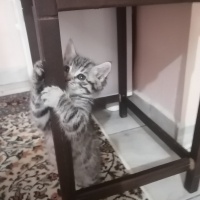 Tekir Kedi, Kedi  Angel fotoğrafı
