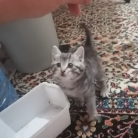 Tekir Kedi, Kedi  Angel fotoğrafı