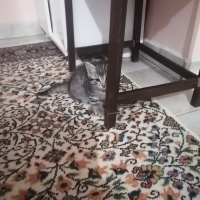 Tekir Kedi, Kedi  Angel fotoğrafı