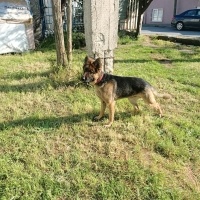 Alman Çoban Köpeği, Köpek  Suphie fotoğrafı