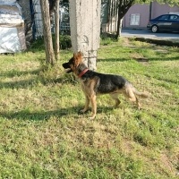 Alman Çoban Köpeği, Köpek  Suphie fotoğrafı