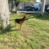 Alman Çoban Köpeği, Köpek  Suphie fotoğrafı