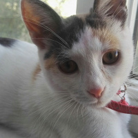 Tekir Kedi, Kedi  Kontes fotoğrafı