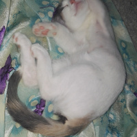 Tekir Kedi, Kedi  Kontes fotoğrafı