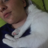 Tekir Kedi, Kedi  Kontes fotoğrafı