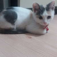 Tekir Kedi, Kedi  Kontes fotoğrafı