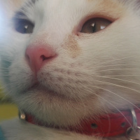 Tekir Kedi, Kedi  Kontes fotoğrafı