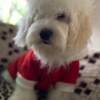 Maltese, Köpek  Pars fotoğrafı