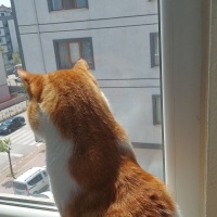 Tekir Kedi, Kedi  Ateş fotoğrafı