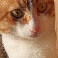 Tekir Kedi, Kedi  Ateş fotoğrafı