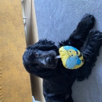 İngiliz Cocker Spaniel, Köpek  Messi fotoğrafı