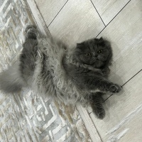 Scottish Fold, Kedi  Gölge fotoğrafı