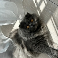 Scottish Fold, Kedi  Gölge fotoğrafı