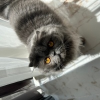 Scottish Fold, Kedi  Gölge fotoğrafı
