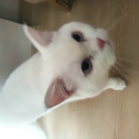 British Shorthair, Kedi  BULUT fotoğrafı