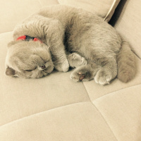 Scottish Fold, Kedi  ÇAKIR fotoğrafı