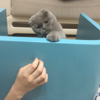 Scottish Fold, Kedi  ÇAKIR fotoğrafı