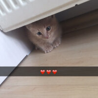 Soke, Kedi  Leo fotoğrafı