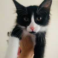 Tuxedo (Smokin) Kedi, Kedi  Chiwash fotoğrafı