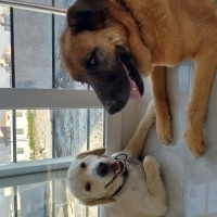 Alabay (Alabai), Köpek  Max fotoğrafı