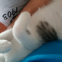 Tekir Kedi, Kedi  Patik fotoğrafı