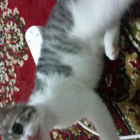 Tekir Kedi, Kedi  Patik fotoğrafı