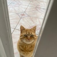 Sarman, Kedi  Bal fotoğrafı