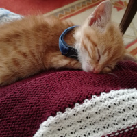 York Chocolate, Kedi  Kedi fotoğrafı