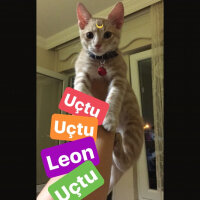 Tekir Kedi, Kedi  Leon fotoğrafı