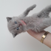 Scottish Fold, Kedi  Scottish fold yavruları fotoğrafı