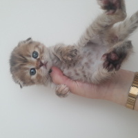 Scottish Fold, Kedi  Scottish fold yavruları fotoğrafı