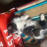 Tekir Kedi, Kedi  minnoş fotoğrafı