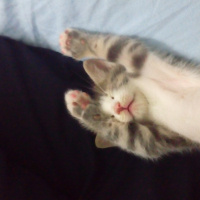 Tekir Kedi, Kedi  Mia fotoğrafı